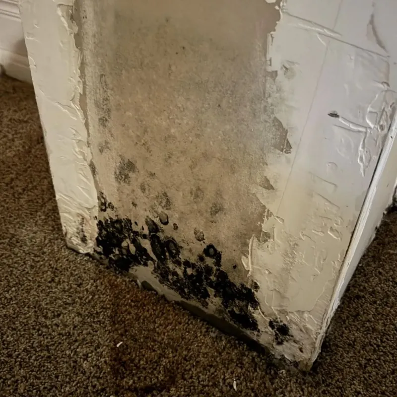 Professional Mold Removal in Chowan County, NC